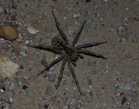 Allocosa oculata